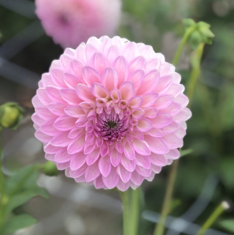 Sefton Silvertop - Blomsterverden